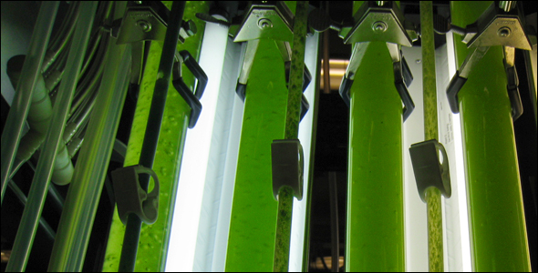Biofuels University of Michigan algae fermentation photobioreactor algae-based water treatment bio-energy