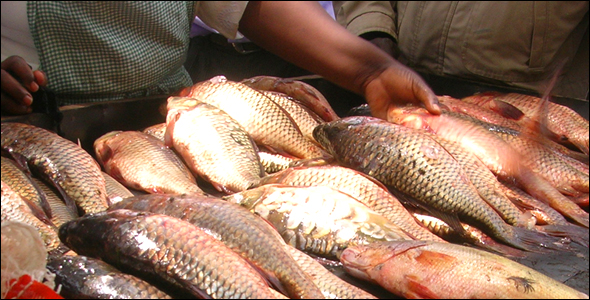 Fishermen sell the morning’s catch at a market on the south shore of Lake Naivasha.