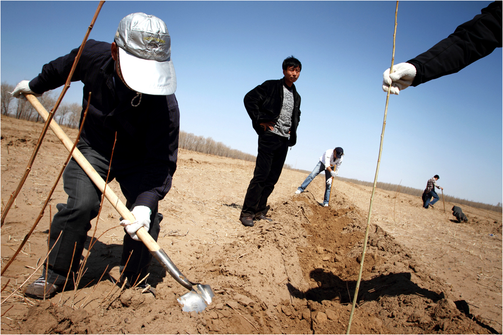 Tree-planting in KunlunQi in eastern Inner Mongolia by the NGO Roots & Shoots whose aim is to plant 1 million trees in the area to combat desertification. 2010
