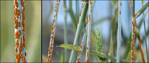 Puccinia graminis, or wheat stem rust, occurs worldwide wherever wheat is grown. It is most important where dews are frequent during and after heading and temperatures are warm, 18-30 Celsius.
