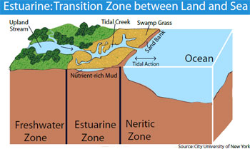 Graphic Estuarine Zone Estuary Haiti Cholera Water Fact Data
