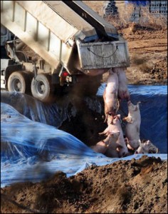 Pigs dumped from a dump truck