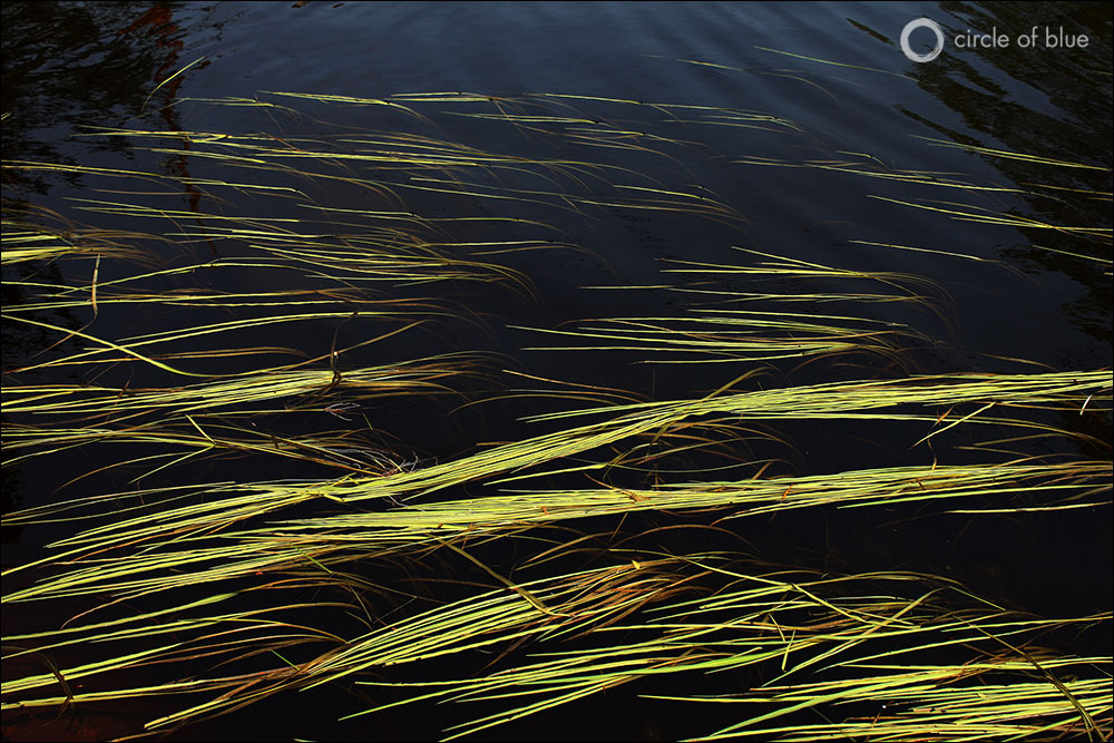 wild rice great lakes bad river northern wisconsin climate