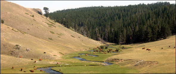 Cows grazing by the N Fork Powder River