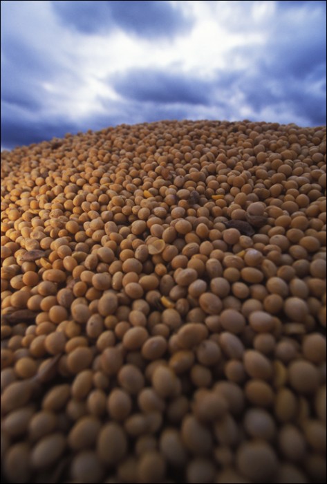These organic soybeans, by happenstance, were grown in the US and are being prepared to ship to China.