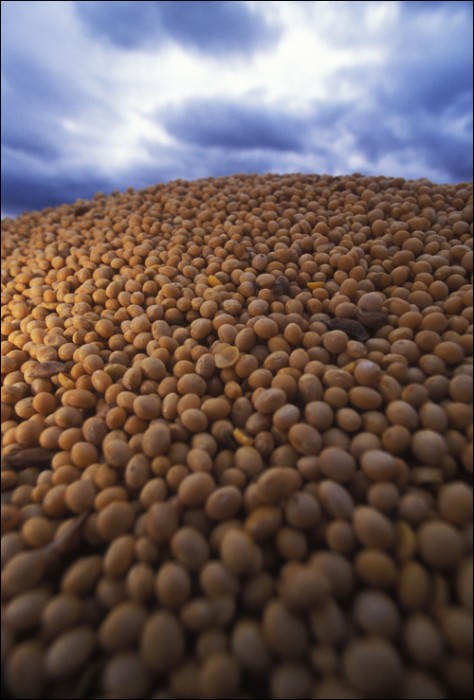 hese organic soybeans, by happenstance, were grown in the US and are being prepared to ship to China.