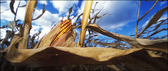 Corn drought world grain stocks food supplies