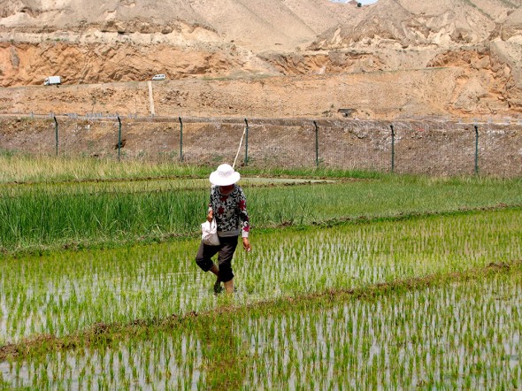 rice farming gansu province northern china food water energy Choke Point China Circle of Blue nadya ivanova