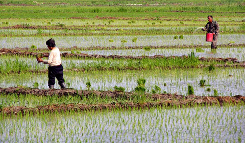 heilongjiang province northeast china food water energy rice farming