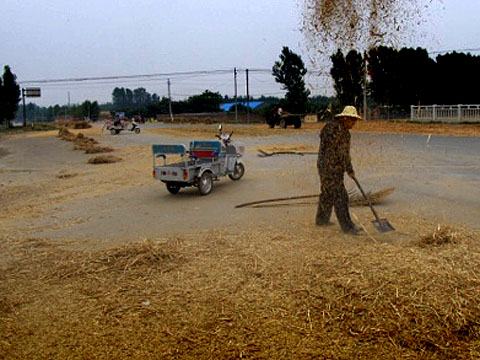 henan province golden wheat harvest food water energy china