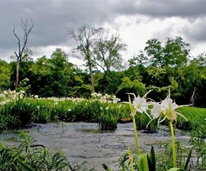 Spider lilies fill the banks of the upper Flint River, near Thomaston, Georgia. Alabama and Florida also share the river basin, which the three states have quarreled over for more than two decades.