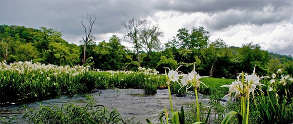 Spider lilies fill the banks of the upper Flint River, near Thomaston, Georgia. Alabama and Florida also share the river basin, which the three states have quarreled over for more than two decades.