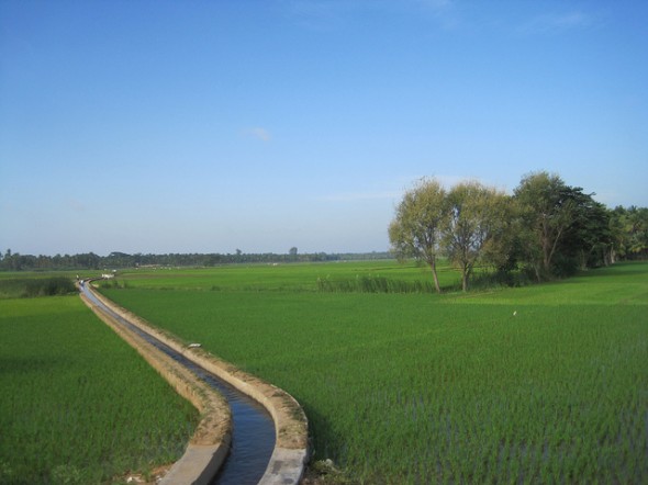 India irrigation canal rice monsoon rain