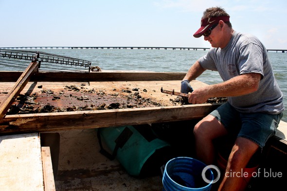 Shannon Hartsfield oysterman Eastpoint florida president of Franklin County Seafood Workers Association oysters Apalachicola Bay
