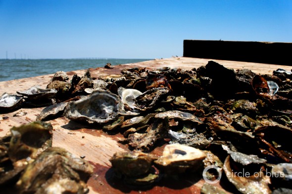 oyster bars Apalachicola Bay florida oysterman franklin county seafood workers association shannon hartsfield