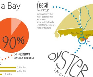 Infographic: Apalachicola Oysters