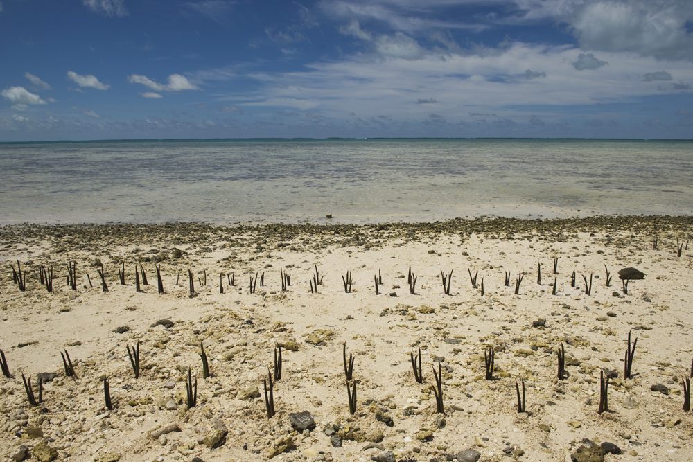 kiribati mangroves climate change