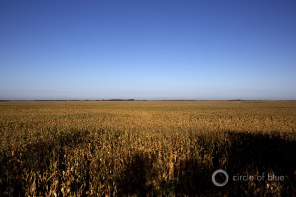 Corn fields Shuangliao City Jilin Province China major grain producer agriculture