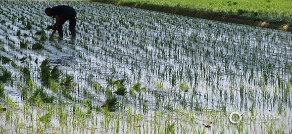 rice paddy farm farming farmer china mu heilongjiang province
