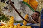 Farmers harvest corn Tongliao Inner Mongolia China