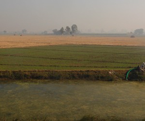 India, Choke Point India, groundwater, pumping, surface water, water reform, irrigation, agriculture, food production, rice paddy