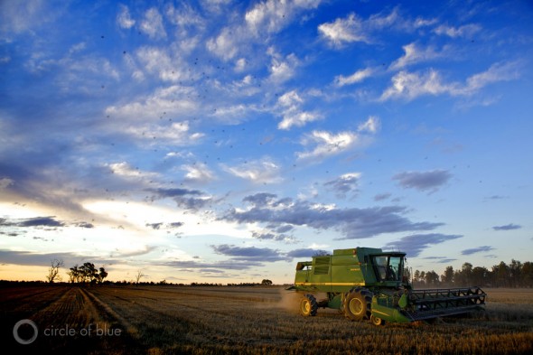 australia agriculture food production drought irrigation rice paddy paddies denliquin new south wales