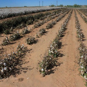 Cotton irrigation dryland farming Ogallala Aquifer Texas