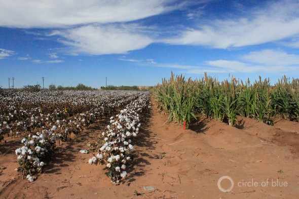 Cotton sorghum agriculture farming irrigation Ogallala Aquifer water Texas USDA