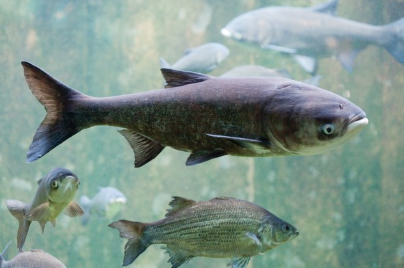Bighead carp Great Lakes invasive species Asian carp