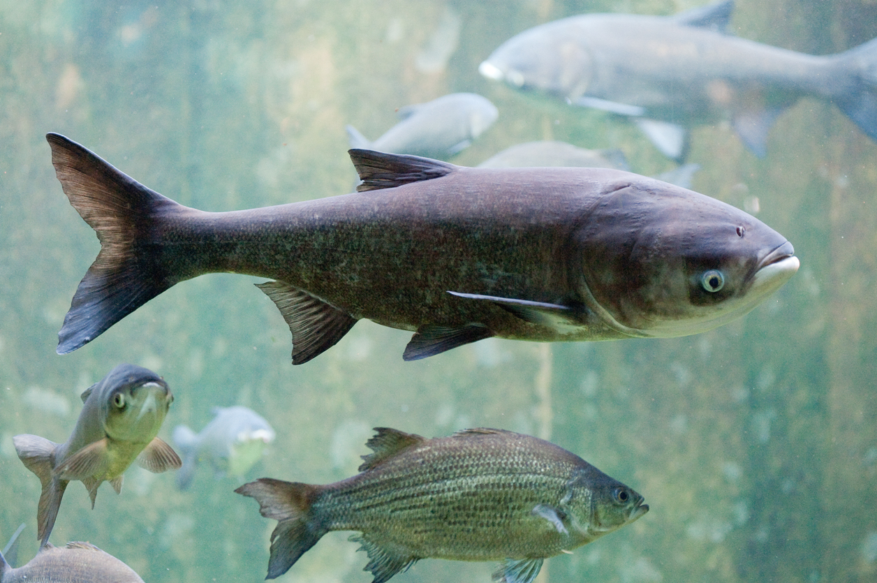 Study: Army Corps of Engineers Release Ways to Keep Asian Carp Out of Great  Lakes - Circle of Blue
