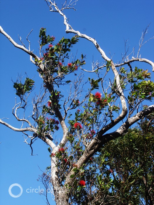 'Ohi'a Tree Hawaii Aiea Loop Trail Ko'olau Mountains evapotranspiration native forest plants invasive species