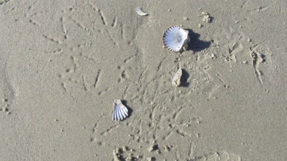 Cape Cod beach shells clean air American character East Coast Atlantic Ocean