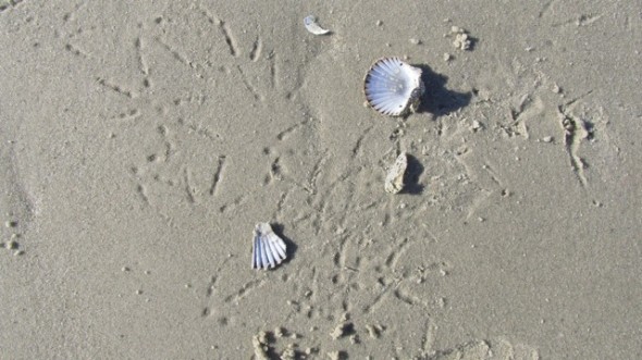 The fact that shells mark the Cape Cod beach, not garbage, and that the air is as clear as fresh-wiped crystal is testament to a streak in the American character that most citizens do not take for granted.