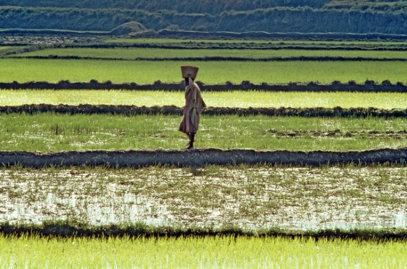 Africa food production Madagascar rice