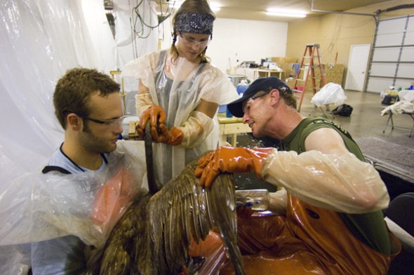 Oil is cleaned off a bird at a animal rehabilitation center following the 2010 oil spill near Marshall, Michigan. The largest inland spill in U.S. history originated from Enbridge's ruptured Line 6B. 