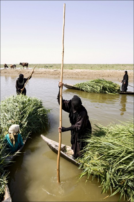 Nature Iraq marsh arab madan wetland mashuf floating shanty tigris euphrates river mesopotamia water buffalo indigenous people rights