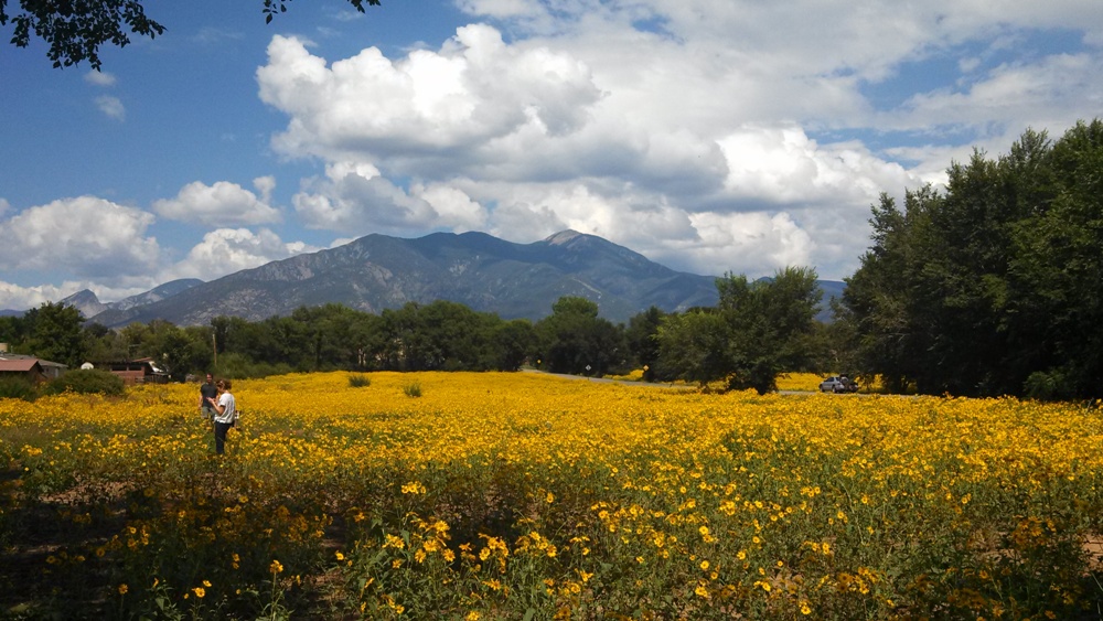 Taos New Mexico wildflowers goldeneye drought monsoon