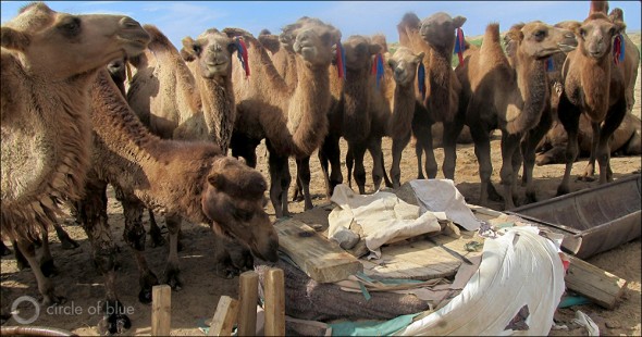 Camels outnumber people in Mongolia's South Gobi Desert.