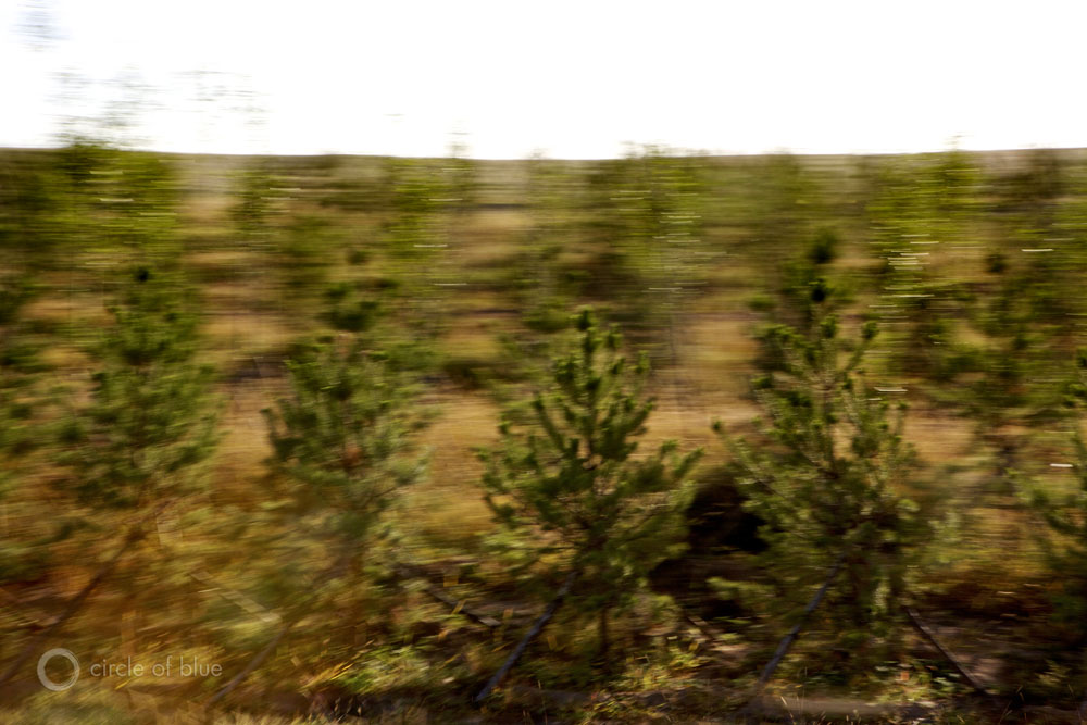Trees planted along highways in Inner Mongolia struggle against the advancing desert.