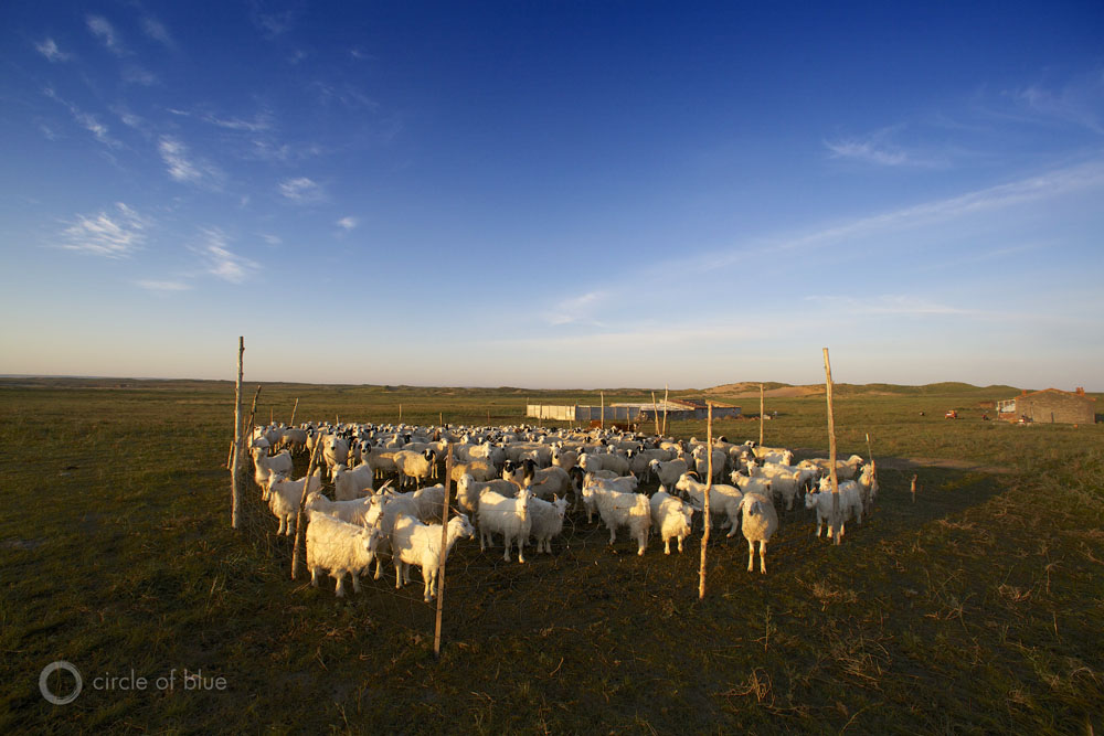 Sheep awaken at sunrise.