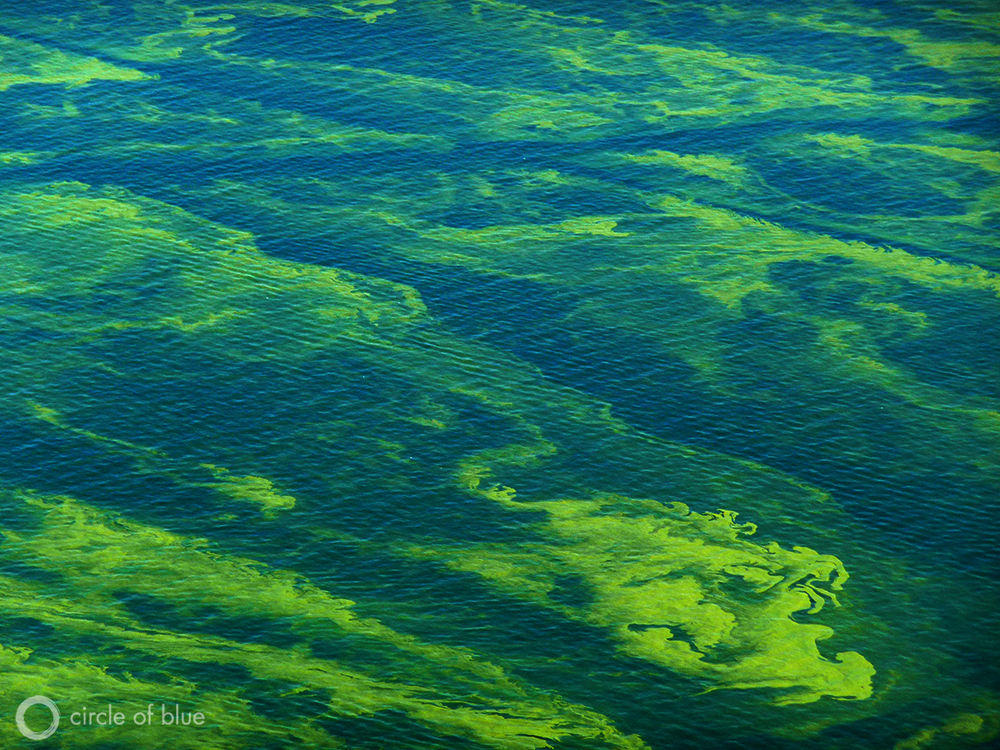 toxic algae bloom Lake Erie Great Lakes Ohio water pollution phosphorous