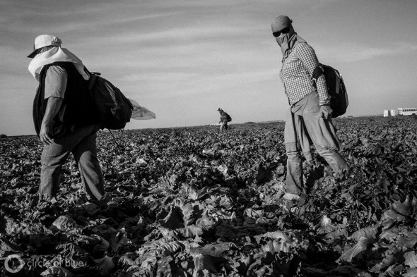 Lettuce pickers in Dan Errotabere's field near Coalinga break for the day. With reduced water deliveries resulting from a statewide drought, Errotabere, like other Westlands farmers, has been forced to heavily tap groundwater to keep his crops growing.
