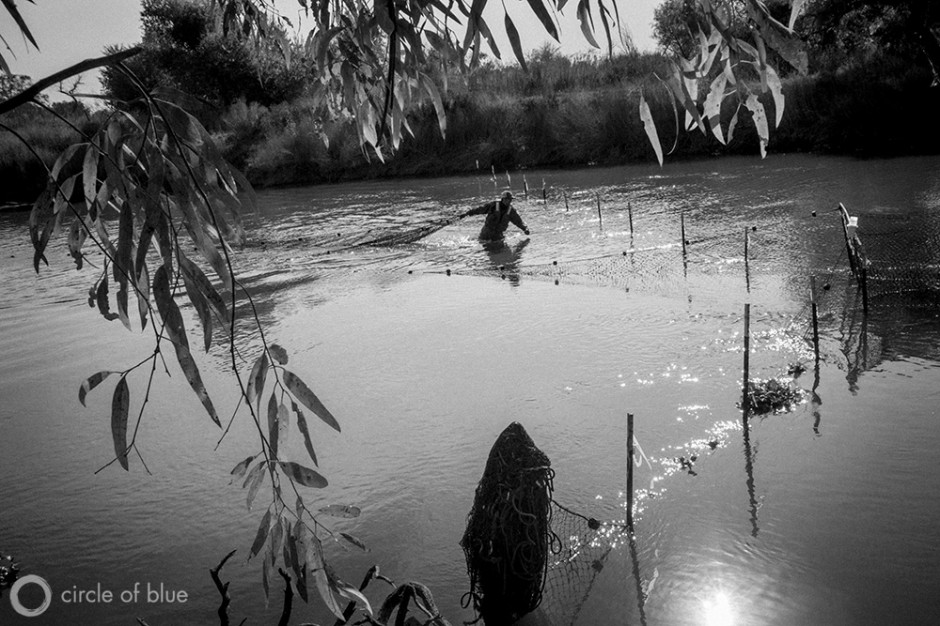 Bureau of Reclamation Fisheries Biologist Zak Sutphin checks a fish trap set in the San Joaquin River near the town of Newman in California's Central Valley. The trap, also known as a "Fyke Net," is used to catch salmon so they can be transported upstream by truck, bypassing obstacles, on their way to their historic spawning grounds near Fresno in the Sierra Nevada mountains.
