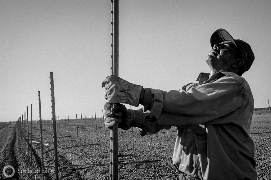 A worker installs a grape trellis for a new vineyard being planted in the California Delta. Farmers in the region are concerned that the state's plan to install tunnels in the area to siphon water south will threaten their agricultural water supply.