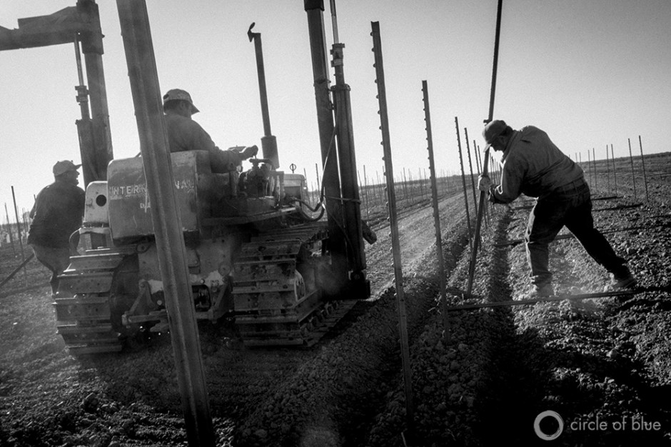 Workers install a grape trellis for a new vineyard being planted in the California Delta. Farmers in the region are concerned that the state's plan to install tunnels in the area to siphon water south will threaten their agricultural water supply.