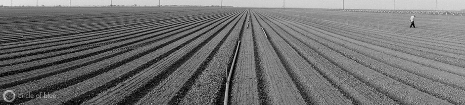 Carlos Sanchez installs irrigation sprinklers in a newly planted onion field in the Westlands Water District in California's Central Valley.