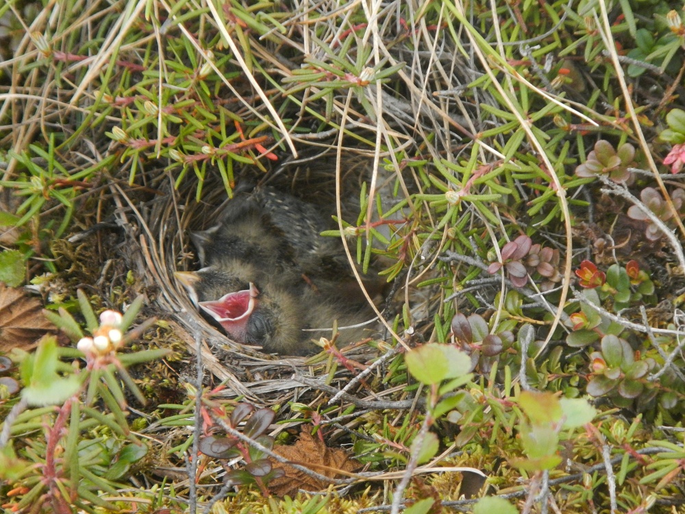 Lapland Longspur chicks Alaska Arctic climate change