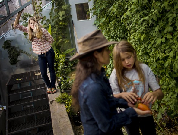 Lily Janssen (behind left) watches as her mother Ginger and sister Laela pick tomatoes from the family’s green house. 