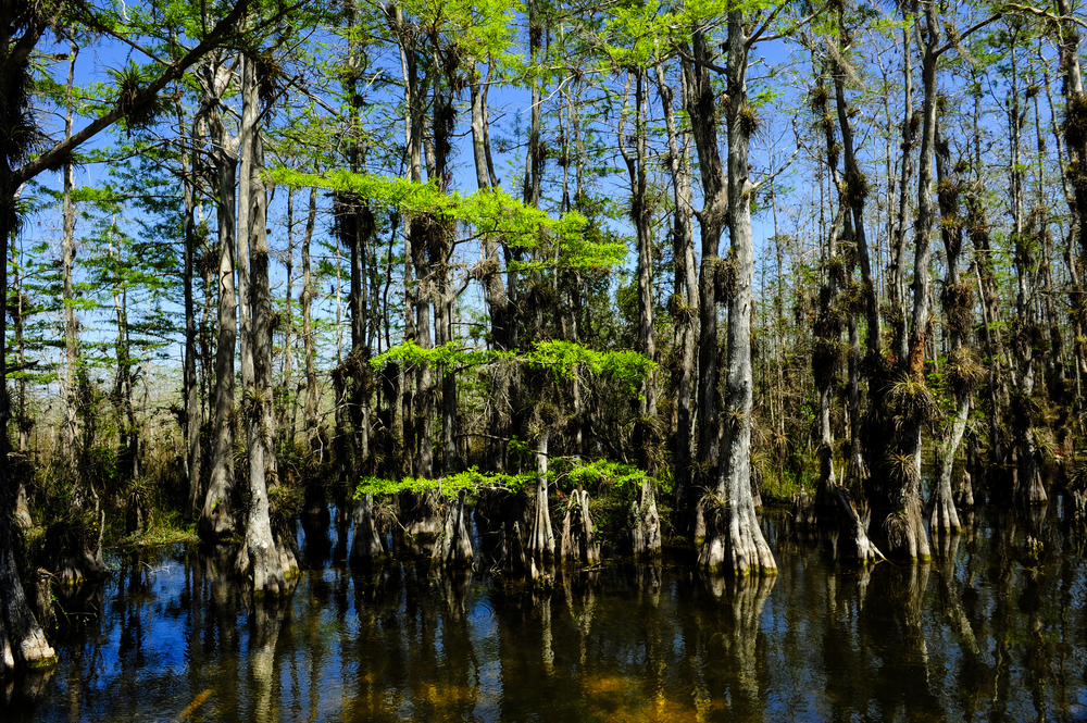 Everglades Florida Amendment 1 election 2014 water conservation