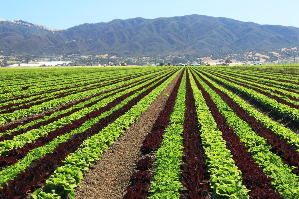 California U.S. irrigation lettuce Salinas Monterey County agriculture